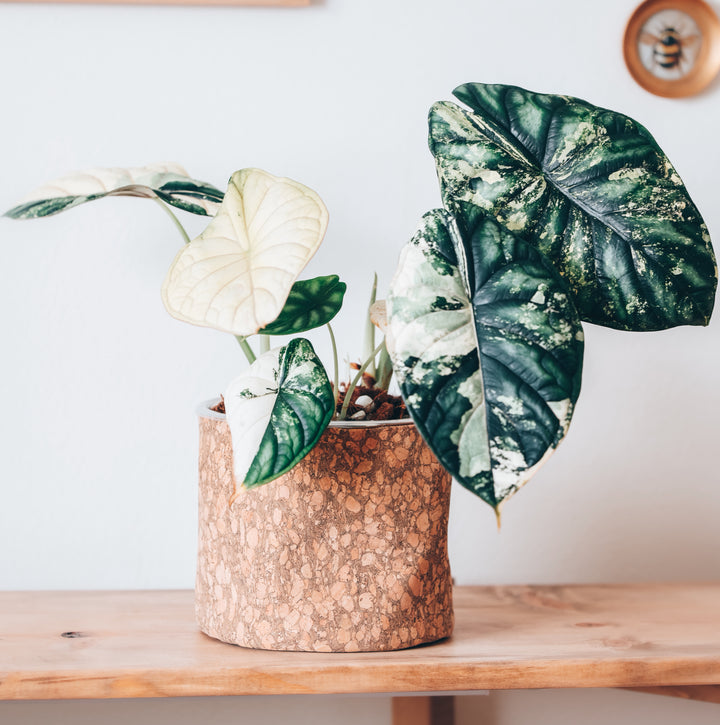 Rustic Woodsy Cork Planter Cover Pot
