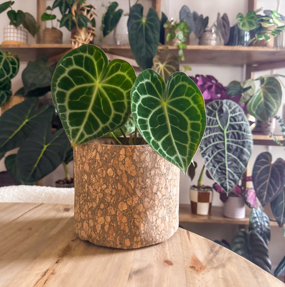 Rustic Woodsy Cork Planter Cover Pot