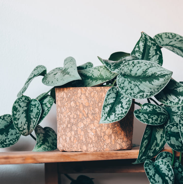 Rustic Woodsy Cork Planter Cover Pot