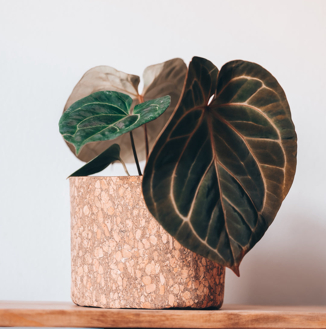 Rustic Woodsy Cork Planter Cover Pot