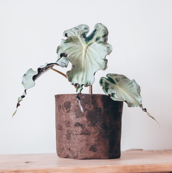 Coffee Brown Cork Planter Cover Pot • Multiple Sizes