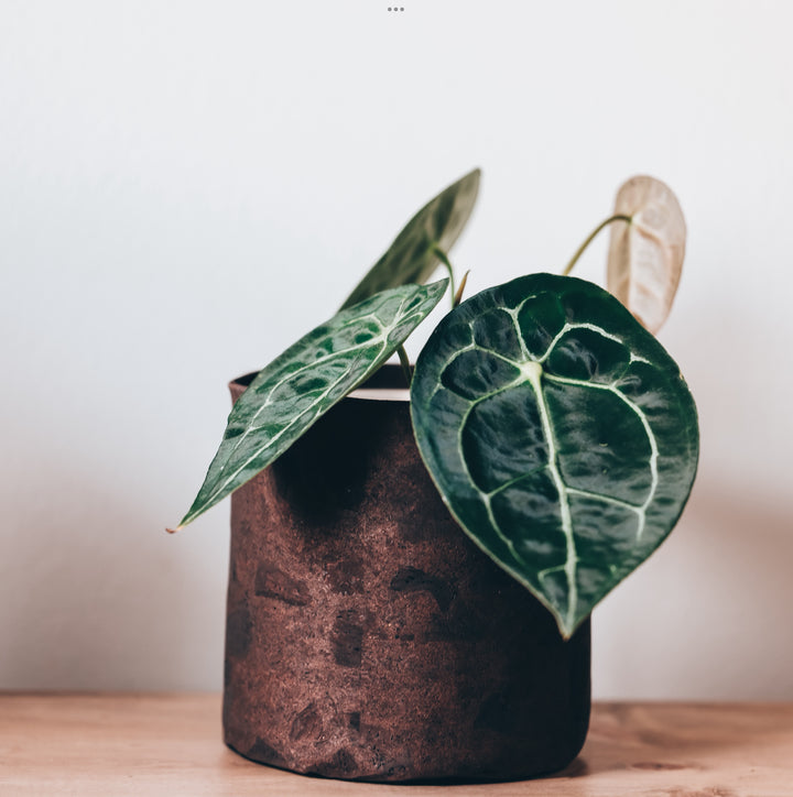 Coffee Brown Cork Planter Cover Pot • Multiple Sizes