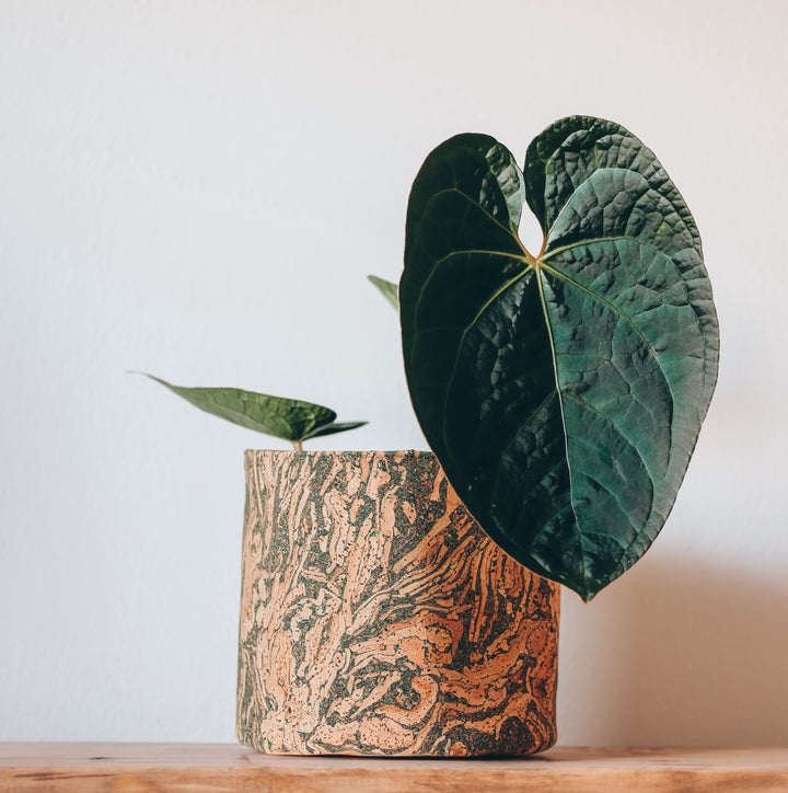 Abstract Mossy Cork Planter Cover Pot • Multiple Sizes