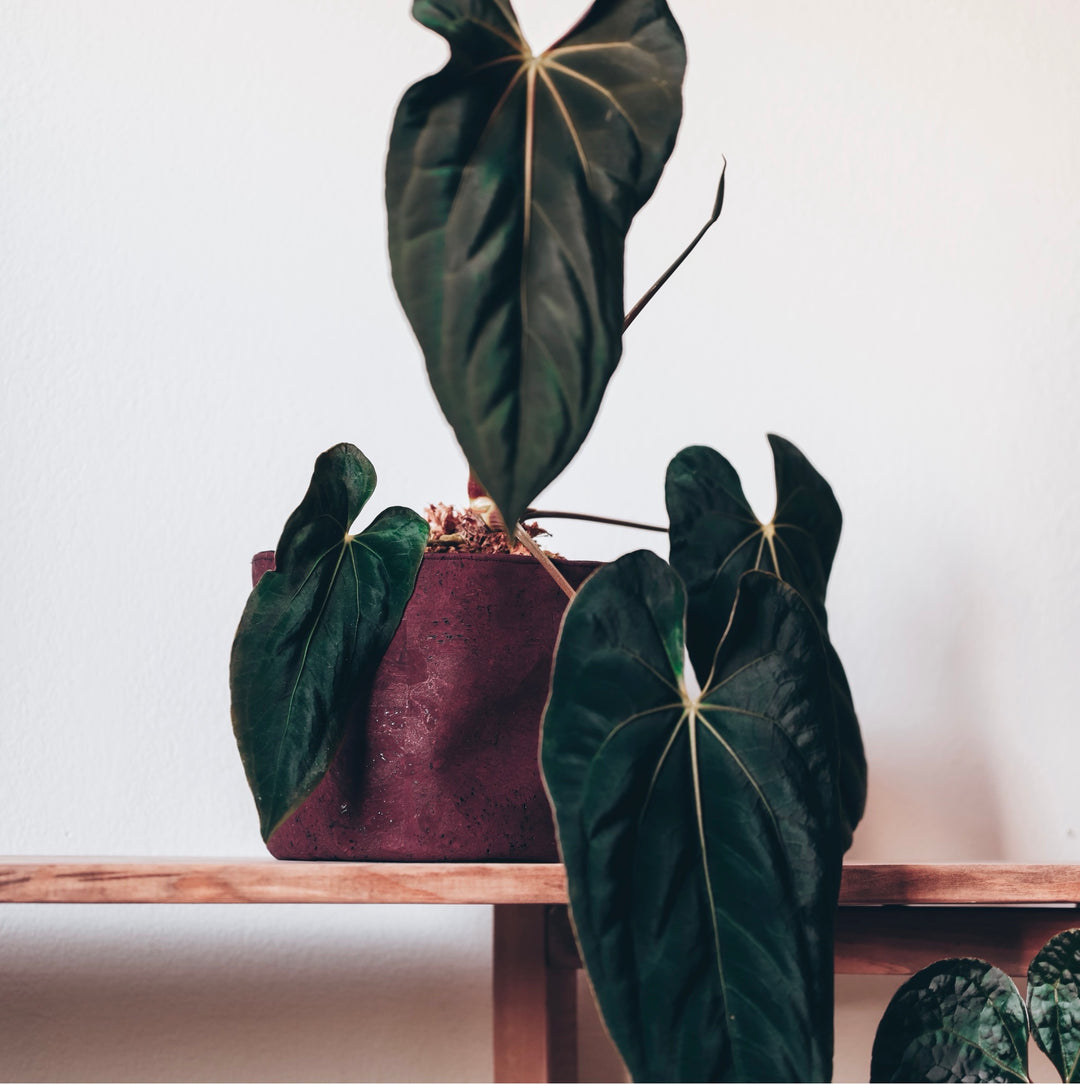 Rustic Red Cork Planter Cover Pot • Multiple Sizes