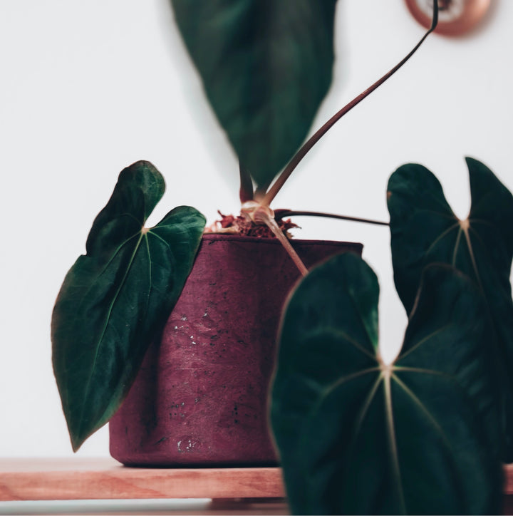 Rustic Red Cork Planter Cover Pot • Multiple Sizes