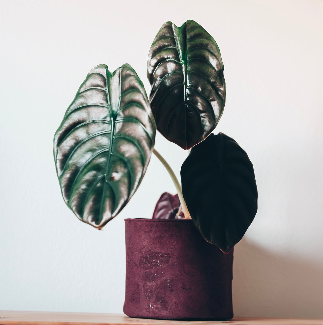 Rustic Red Cork Planter Cover Pot • Multiple Sizes