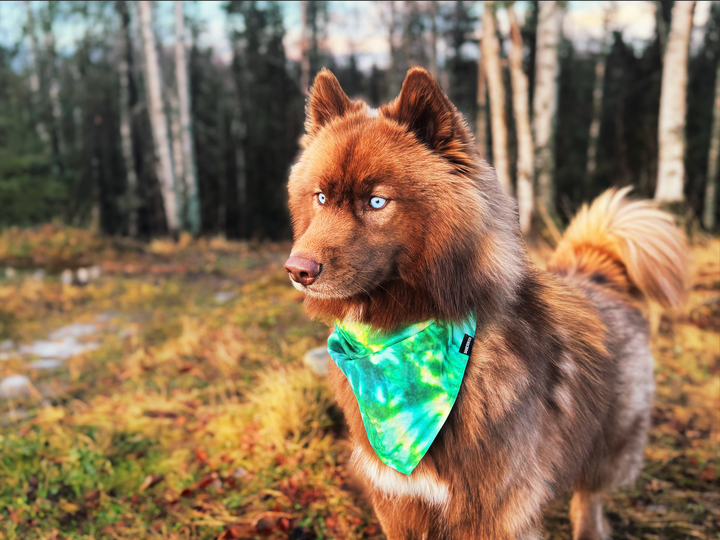 Green Blue Tie-Dye Dog Bandana