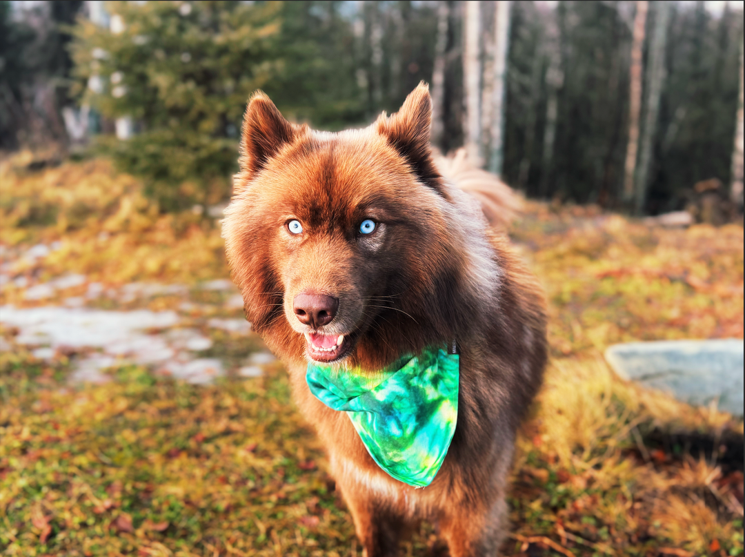 Green Blue Tie-Dye Dog Bandana