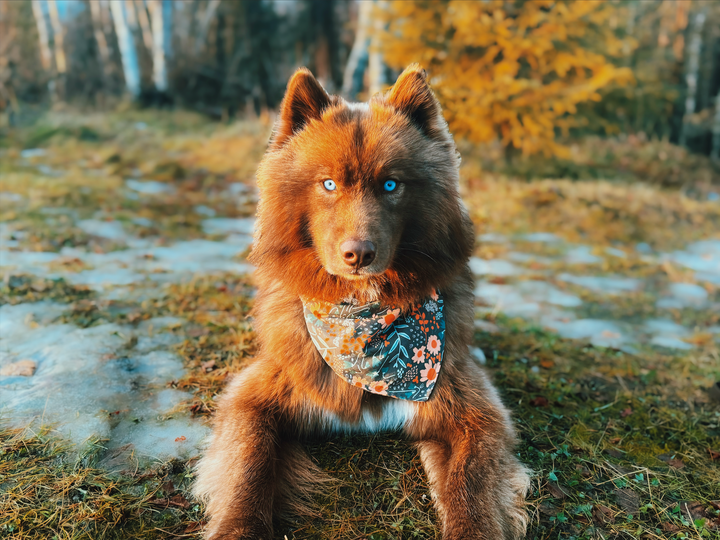 Spring Floral Dog Bandana