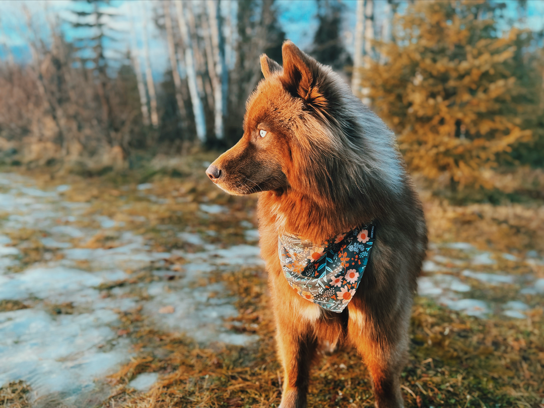 Spring Floral Dog Bandana