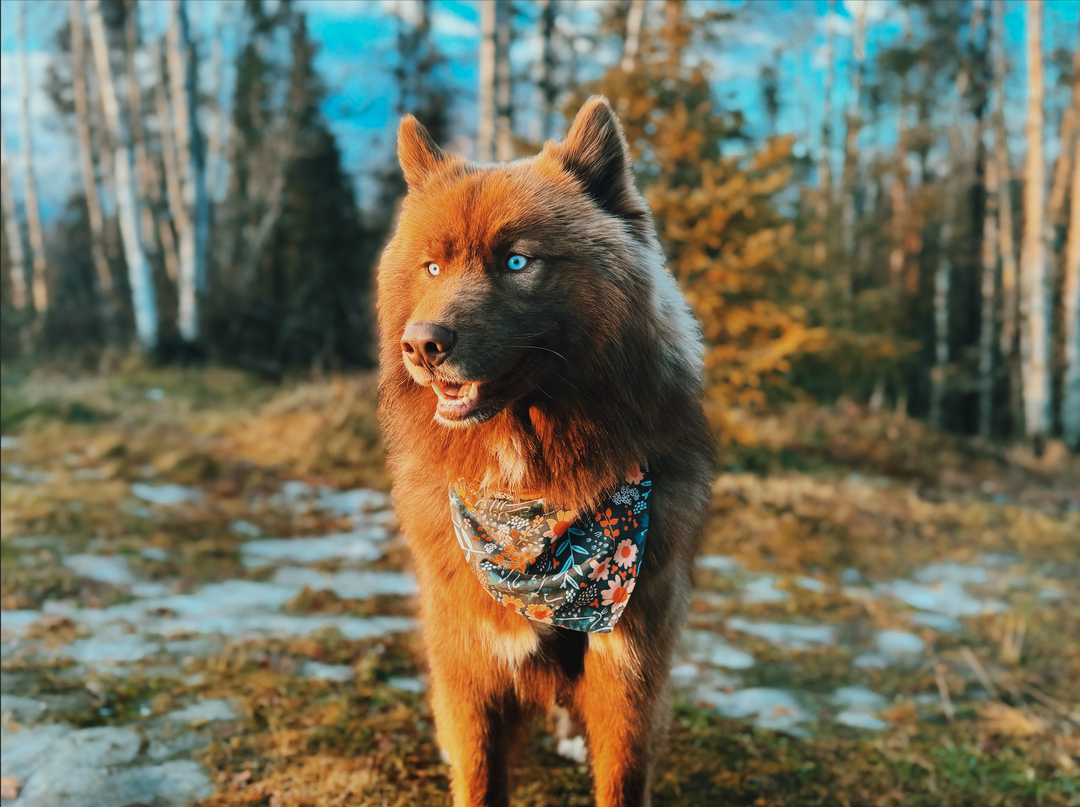 Spring Floral Dog Bandana