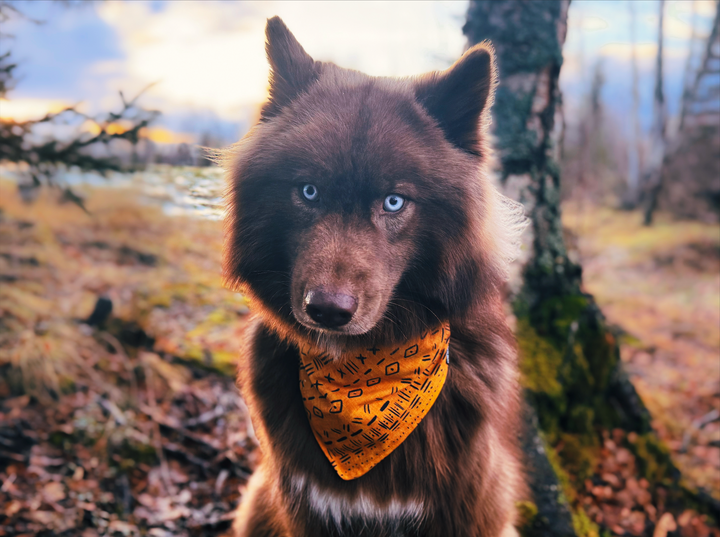 Mustard Aztec Dog Bandana